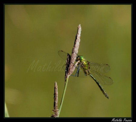Cordulie métallique - Somatochlora metallica